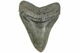 Fossil Megalodon Tooth - South Carolina #185218-2